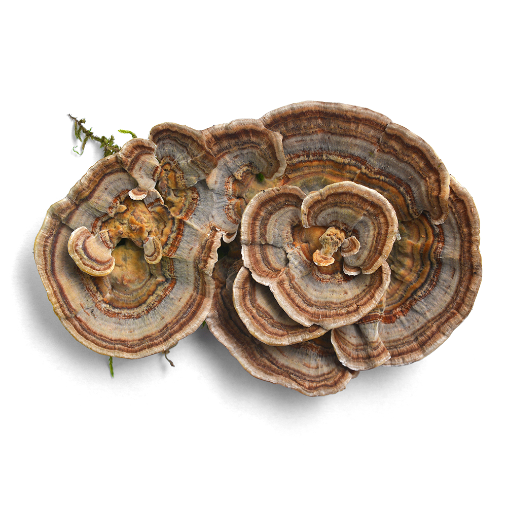 Coriolus