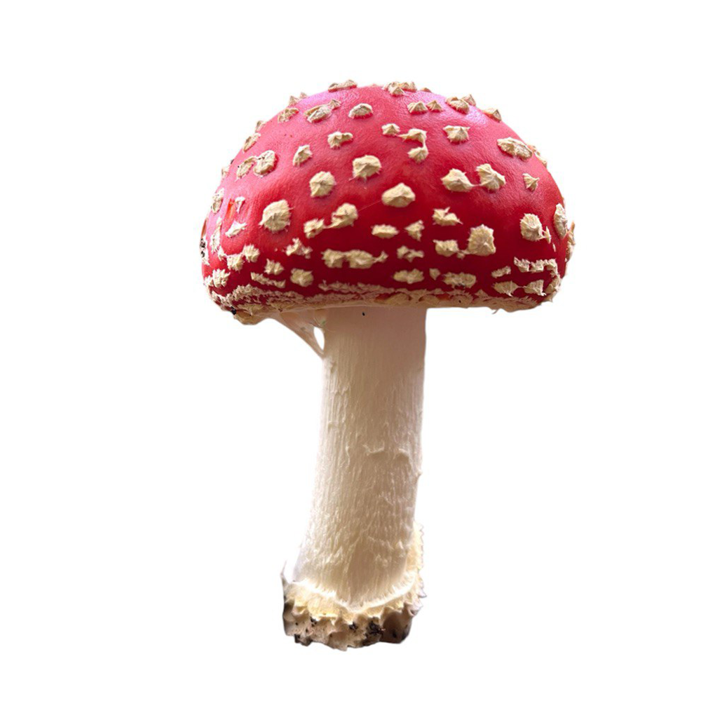 Amanita muscaria