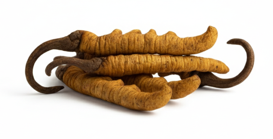 Cordyceps